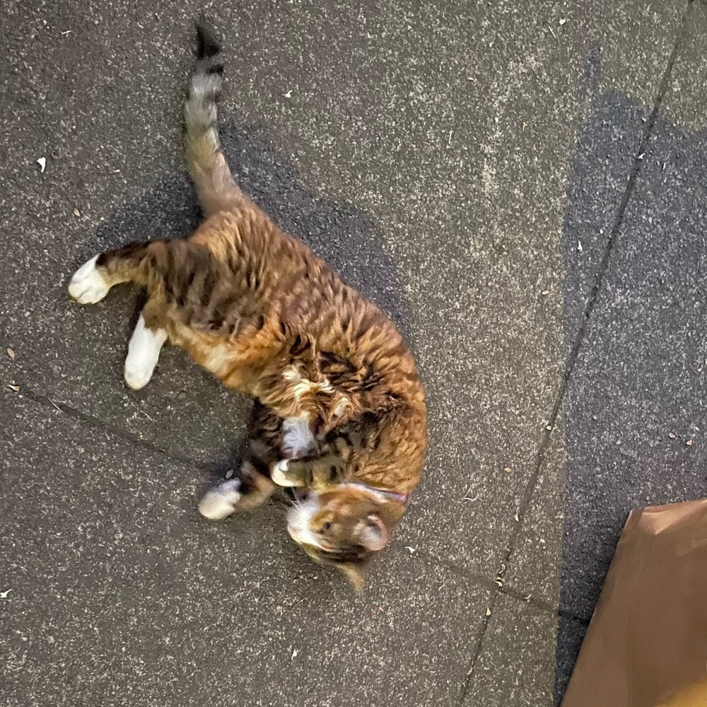 Meet your Posher, Aaaaaaaaaa